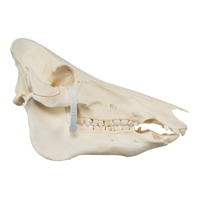 Real Domestic Pig Skull - No Tusks