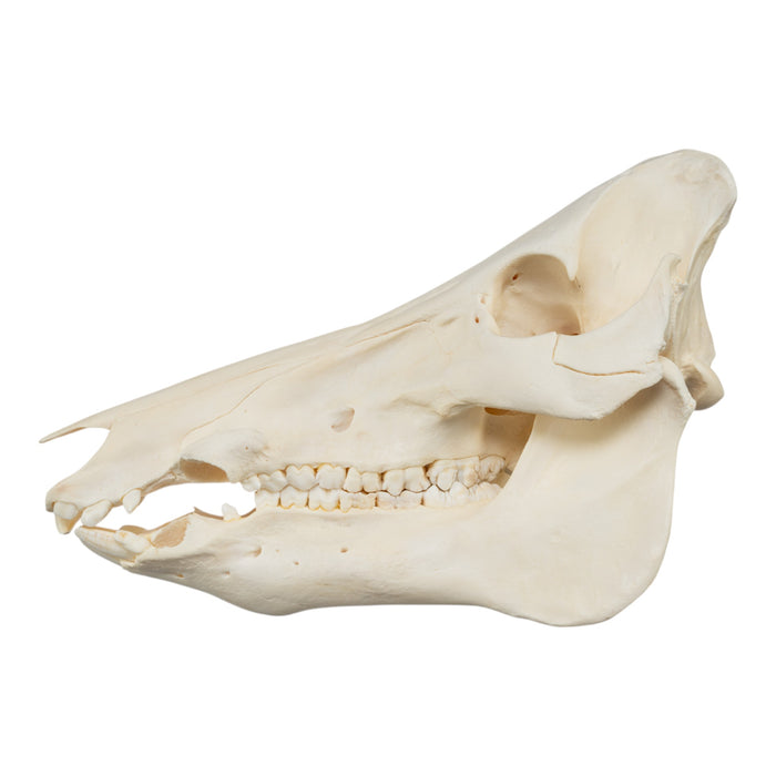 Real Domestic Pig Skull - No Tusks
