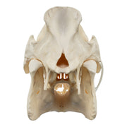 Real Domestic Pig Skull - No Tusks