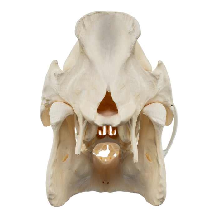 Real Domestic Pig Skull - No Tusks