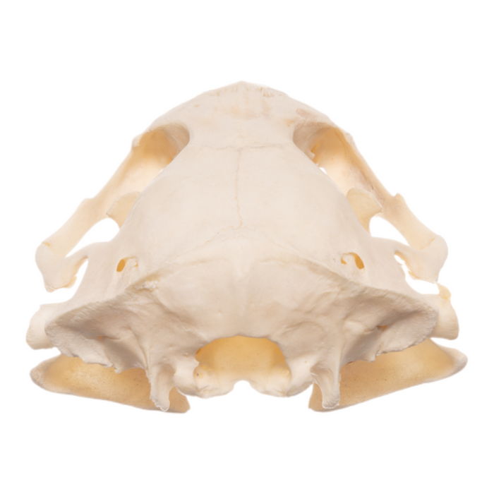 Real Mountain Beaver Skeleton - Disarticulated