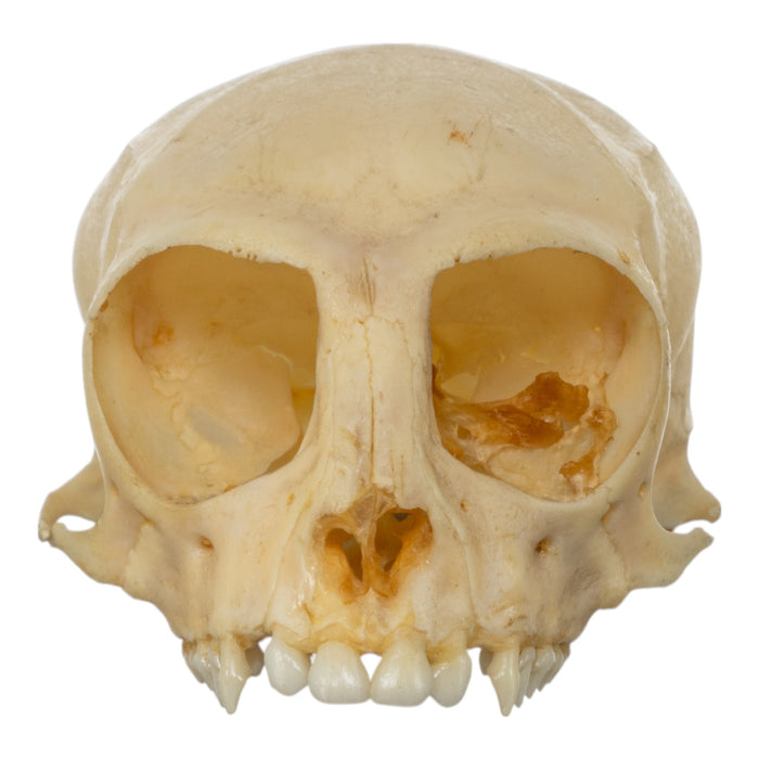 Real Common Marmoset Skull without Mandible