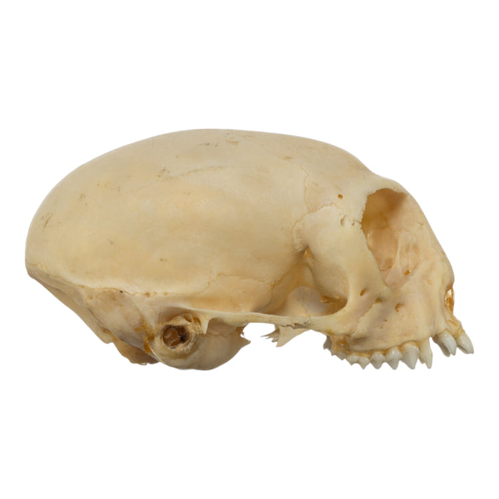 Real Common Marmoset Skull without Mandible