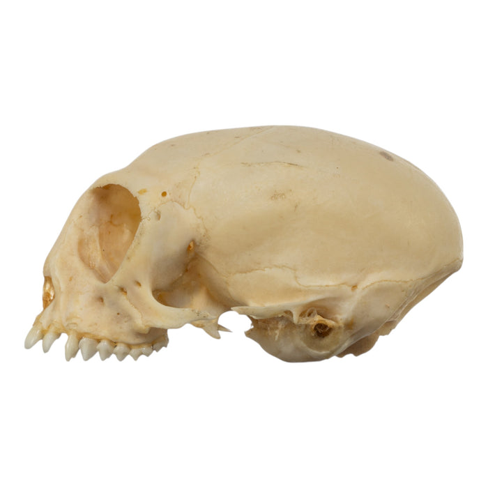 Real Common Marmoset Skull without Mandible