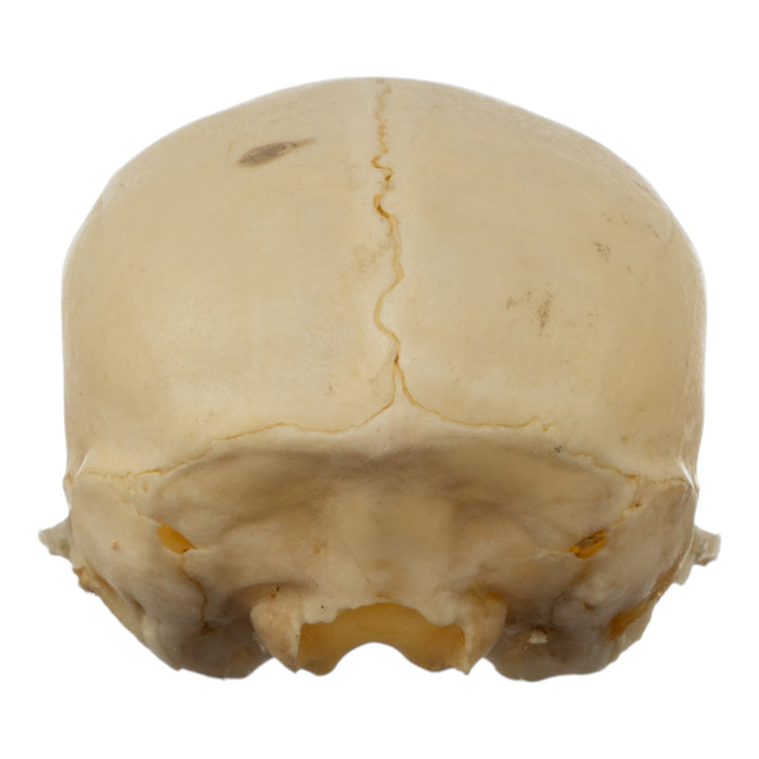 Real Common Marmoset Skull without Mandible
