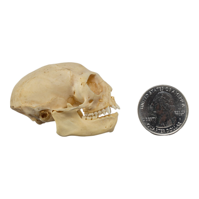 Real Common Marmoset Skull
