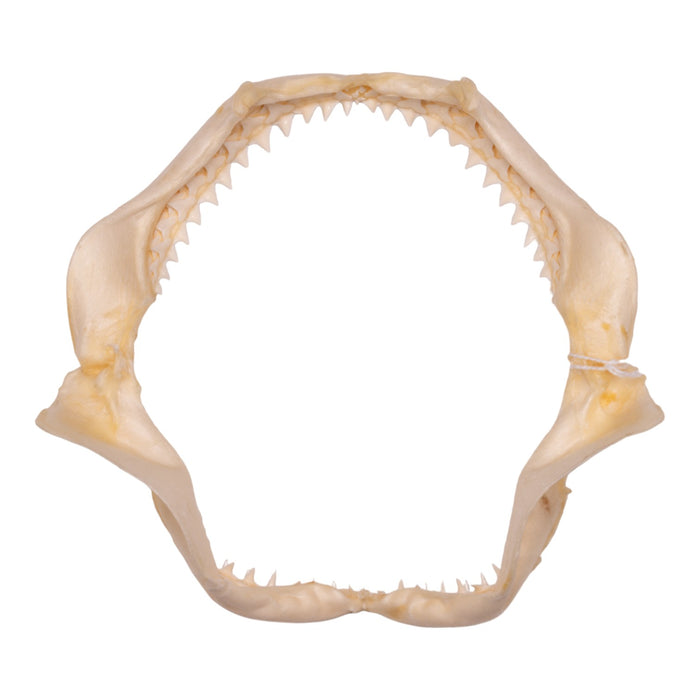 Real Grey Reef Shark Jaw (7.5")