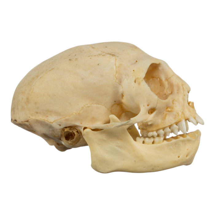 Real Common Marmoset Skull