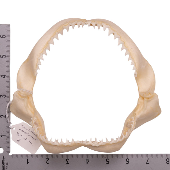 Real Grey Reef Shark Jaw (7.5")