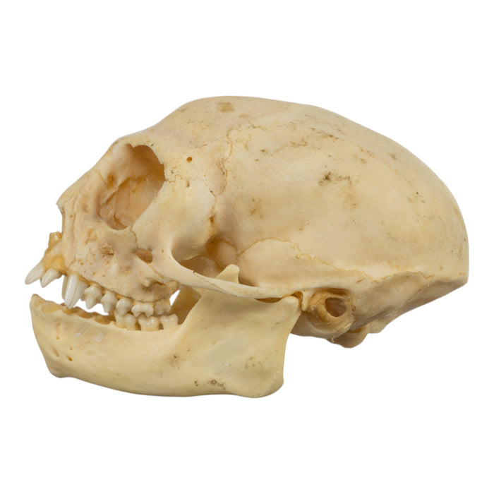 Real Common Marmoset Skull