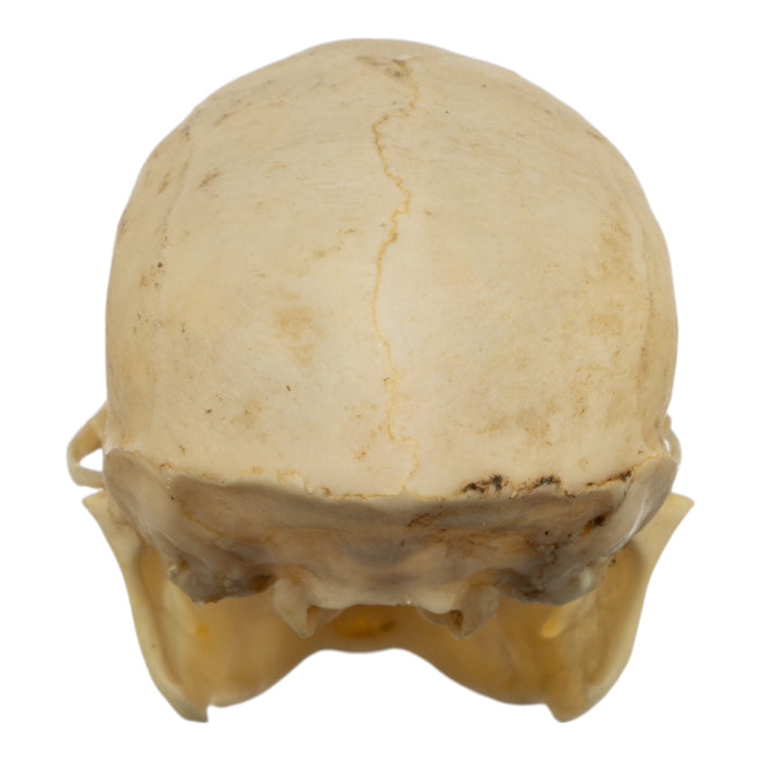 Real Common Marmoset Skull
