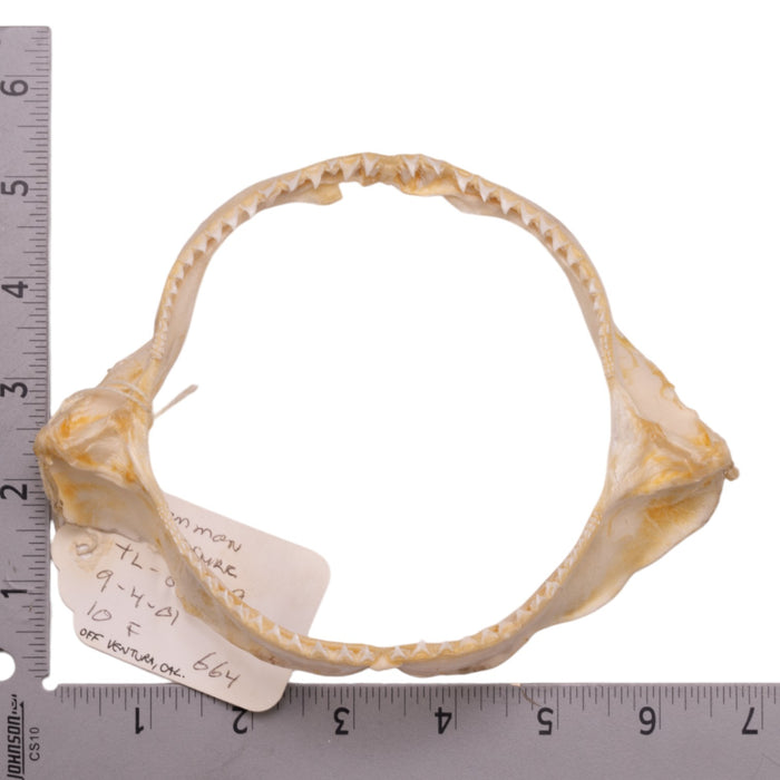 Real Common Thresher Shark Jaw (5.1")
