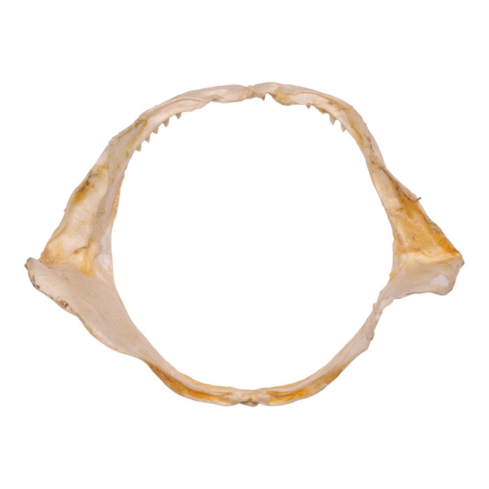 Real Common Thresher Shark Jaw (5.1")
