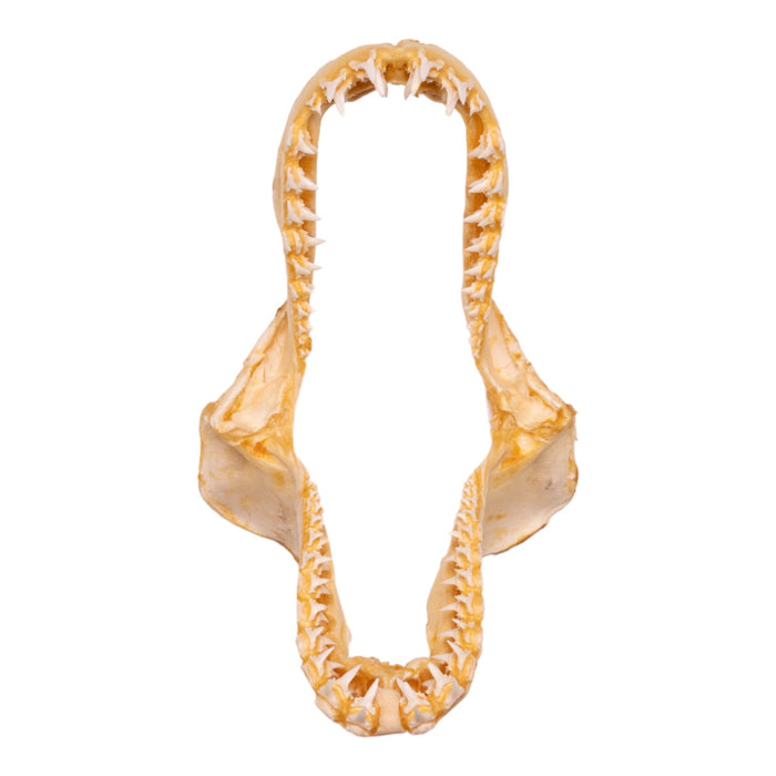 Real Porbeagle Shark Jaw (5.6")