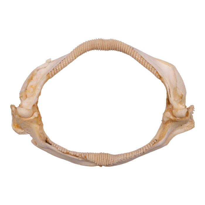 Real Spotback Skate Jaw and Tail