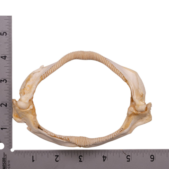 Real Spotback Skate Jaw and Tail