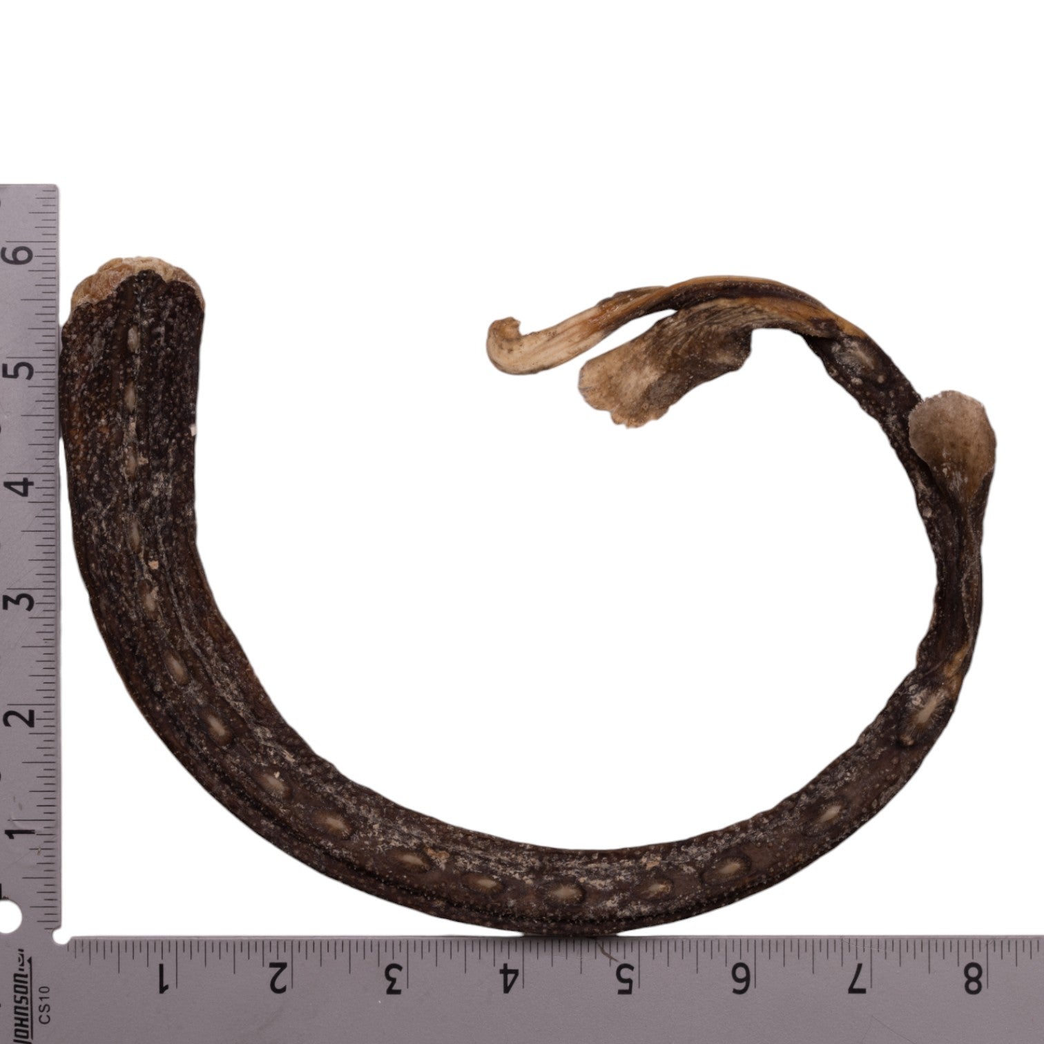 Real Spotback Skate Jaw And Tail For Sale — Skulls Unlimited