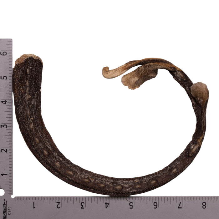 Real Spotback Skate Jaw and Tail
