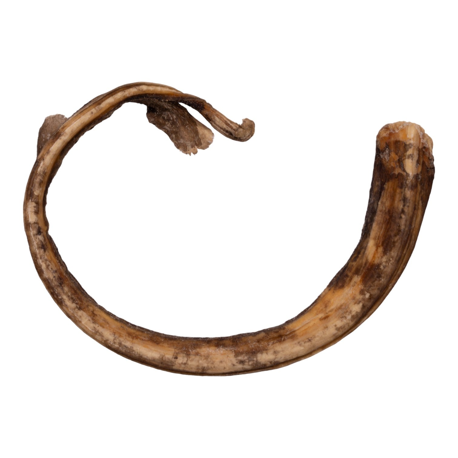 Real Spotback Skate Jaw And Tail For Sale — Skulls Unlimited