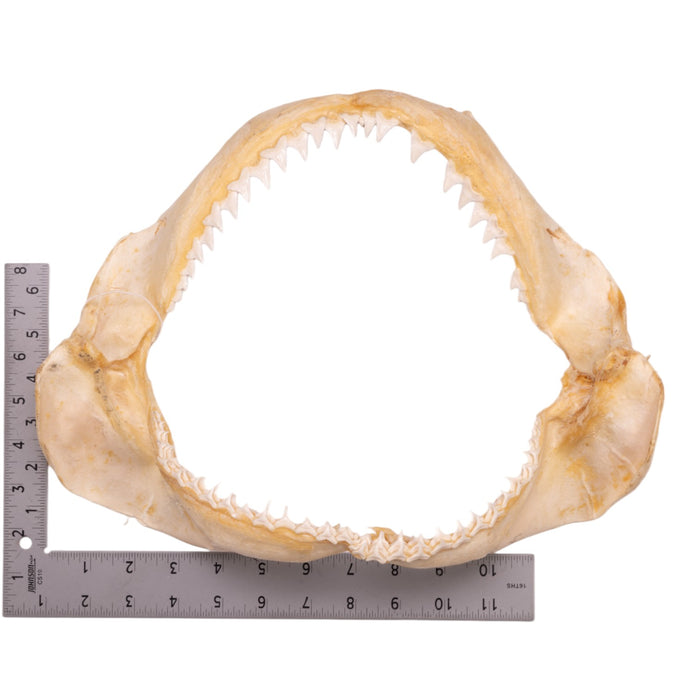 Real Bignose Shark Jaw (13.5")