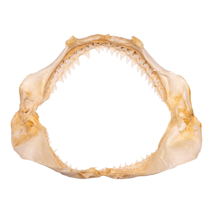 Real Bignose Shark Jaw (13.5")