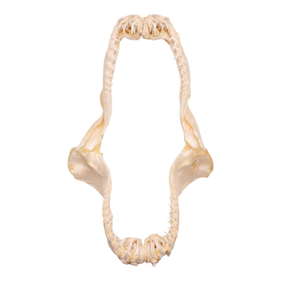 Real Smalltooth Sand Tiger Jaw (9.4")