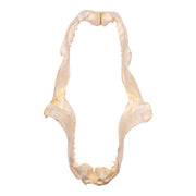 Real Smalltooth Sand Tiger Jaw (9.4")