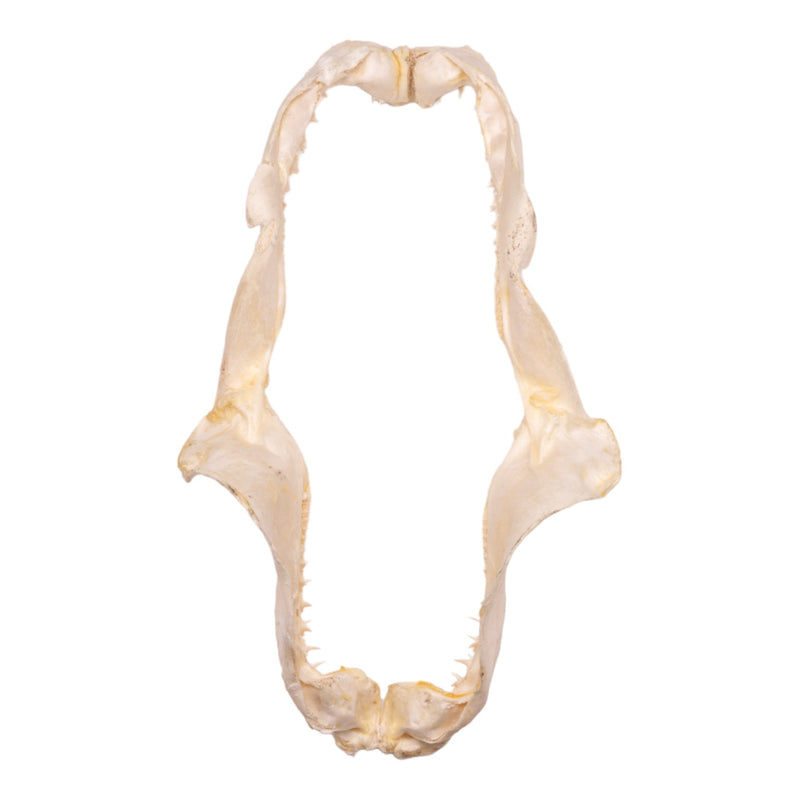 Real Smalltooth Sand Tiger Jaw (9.4")