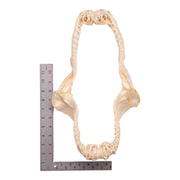 Real Smalltooth Sand Tiger Jaw (9.4")