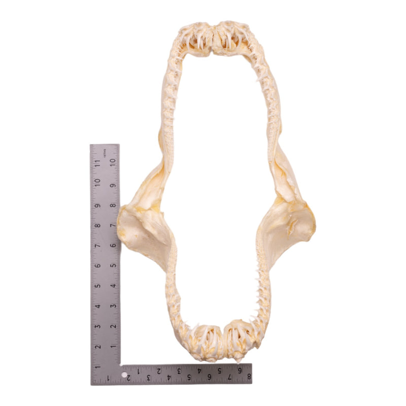 Real Smalltooth Sand Tiger Jaw (9.4")