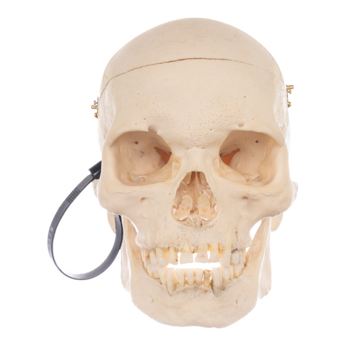 Real Human Skull