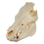 Real Domestic Pig Skull - No Tusks