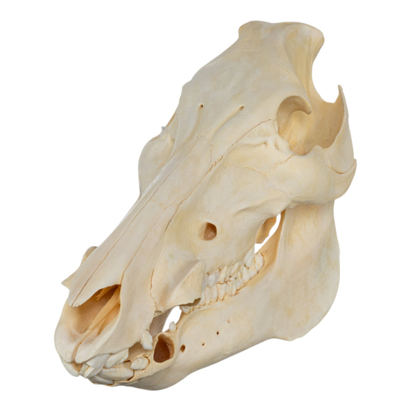 Real Domestic Pig Skull - No Tusks