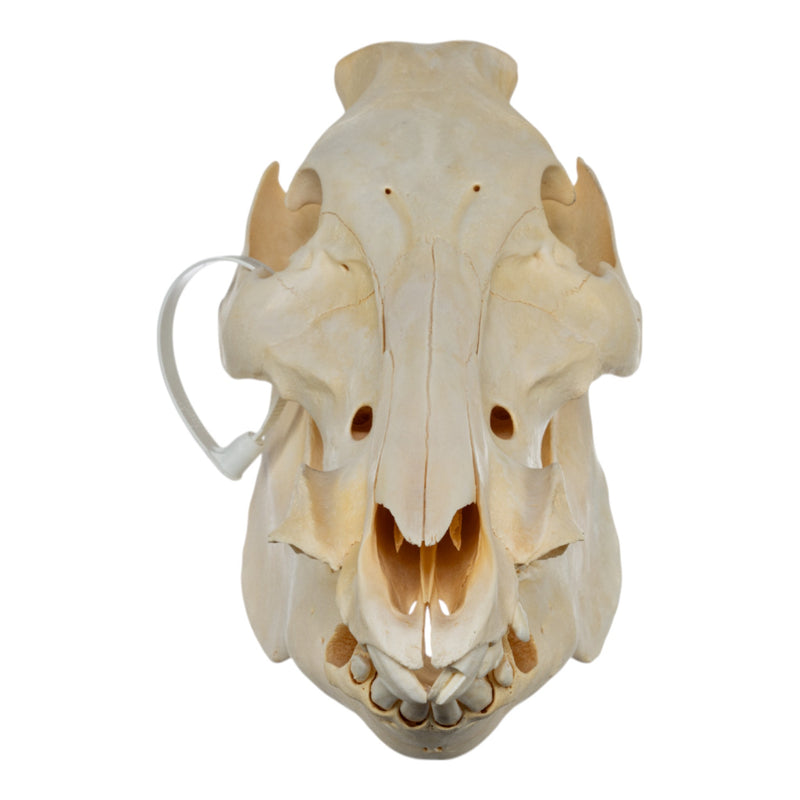 Real Domestic Pig Skull - No Tusks