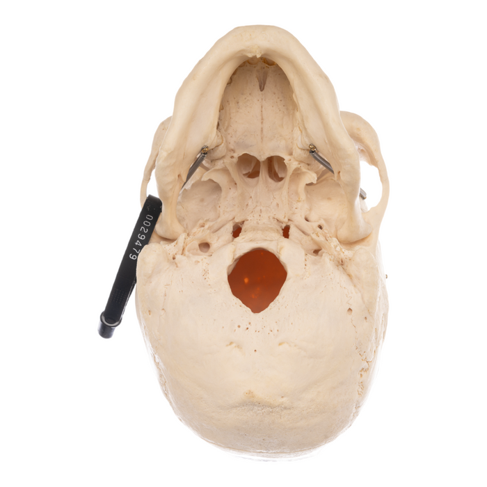 Real Human Skull