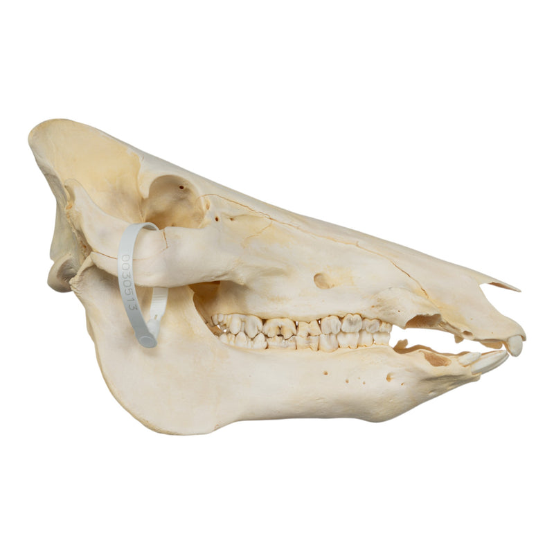 Real Domestic Pig Skull - No Tusks