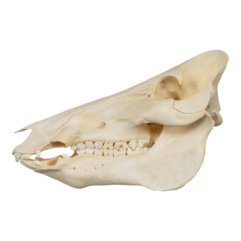 Real Domestic Pig Skull - No Tusks