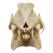 Real Domestic Pig Skull - No Tusks