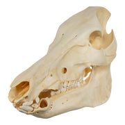Real Domestic Pig Skull - No Tusks