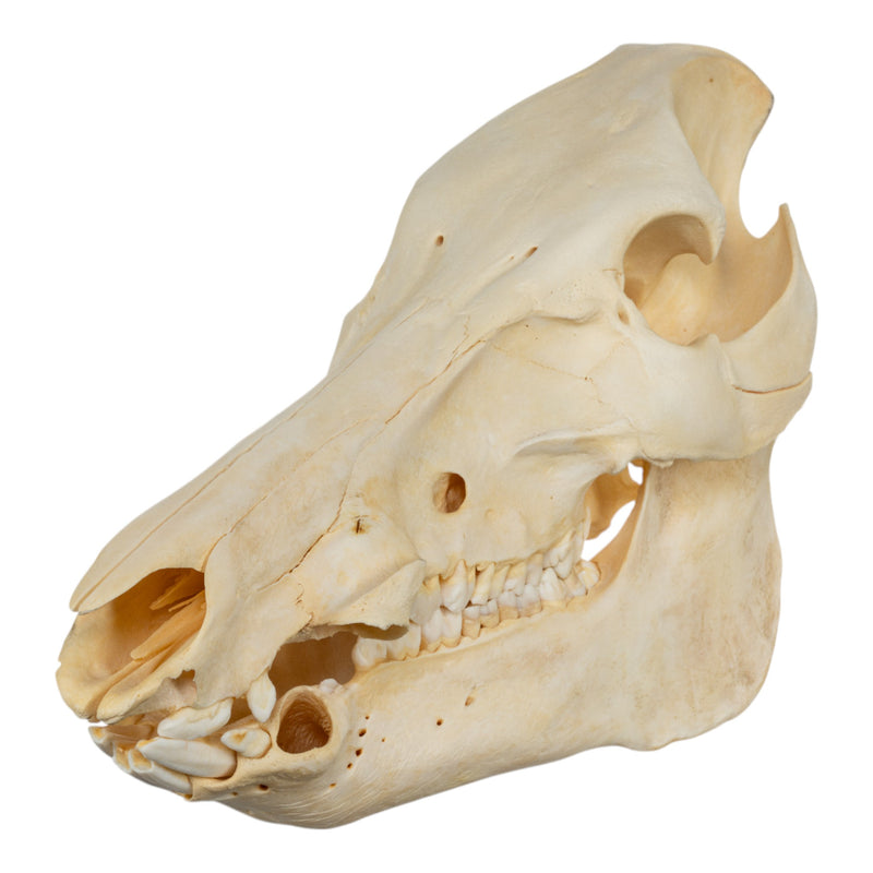 Real Domestic Pig Skull - No Tusks