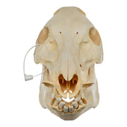 Real Domestic Pig Skull - No Tusks