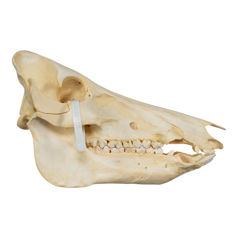 Real Domestic Pig Skull - No Tusks