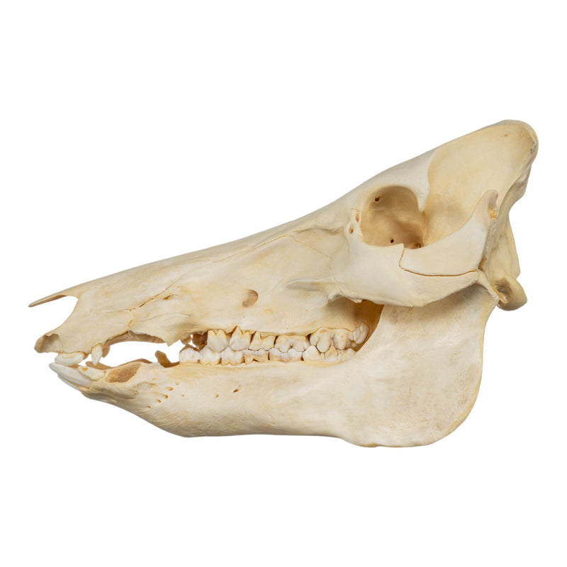 Real Domestic Pig Skull - No Tusks