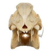 Real Domestic Pig Skull - No Tusks