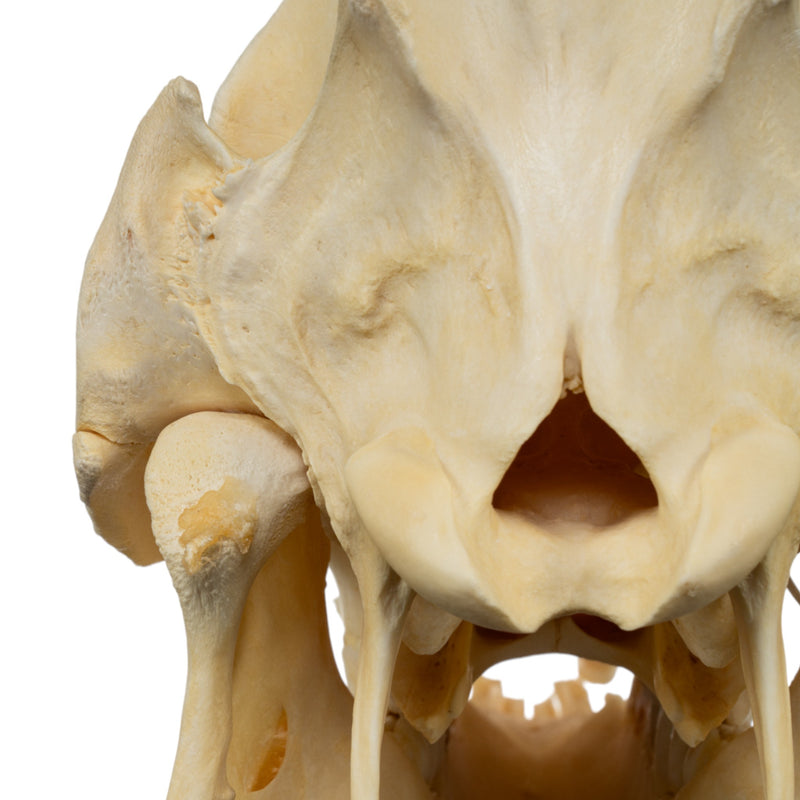 Real Domestic Pig Skull - No Tusks