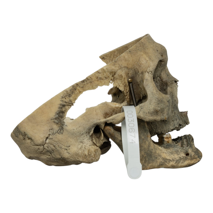 Real Human Skull - Partial