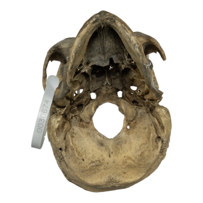 Real Human Skull - Partial