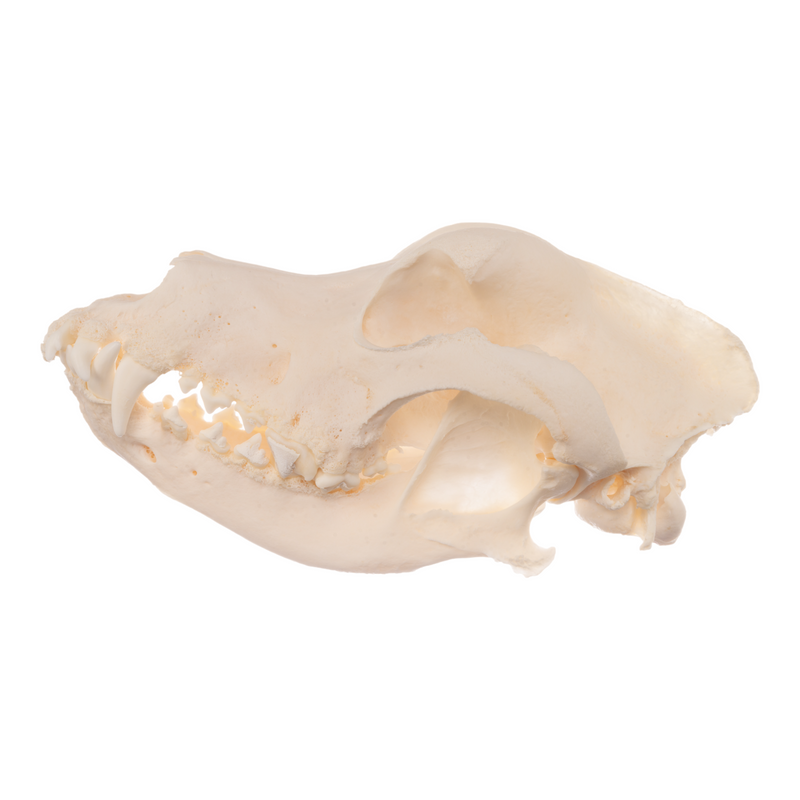 Real Domestic Dog Skull - German Shepherd