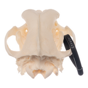 Real Domestic Dog Skull - German Shepherd