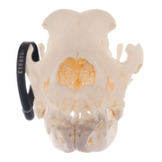 Real Domestic Dog Skull - German Shepherd